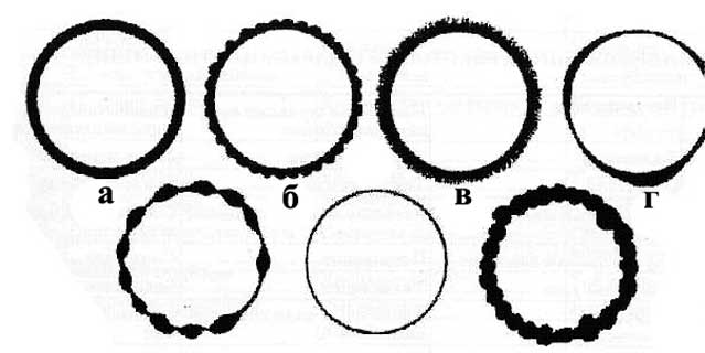 ris7